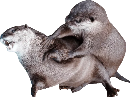 животное млекопитающее выдра