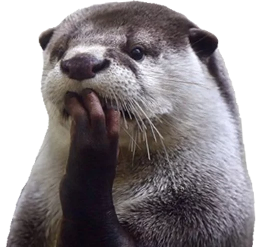 животное млекопитающее морские млекопитающие