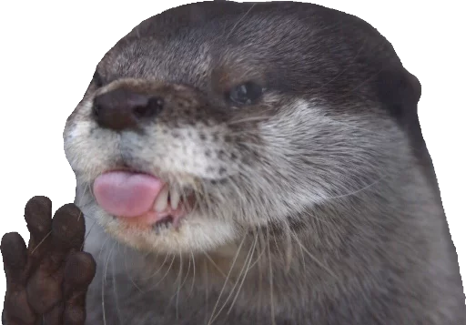 животное млекопитающее морские млекопитающие