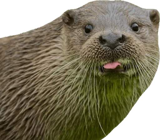 животное млекопитающее выдра