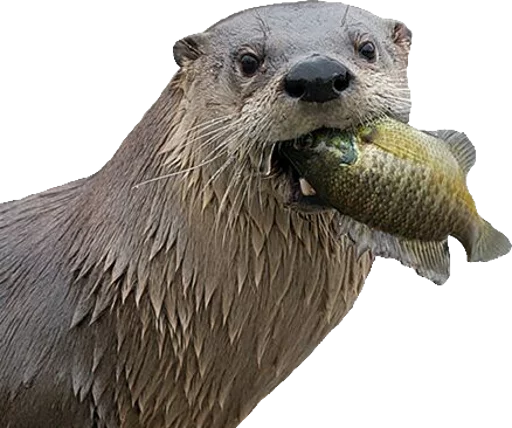 животное млекопитающее морские млекопитающие