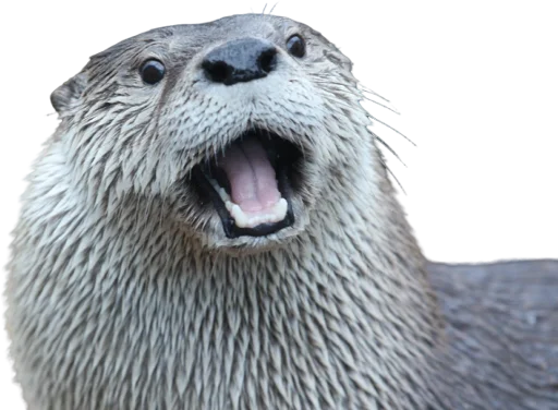 Sticker Otters Gotta Ott 3 - 8