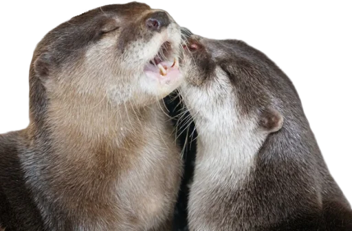 Sticker Otters Gotta Ott 3 - 5