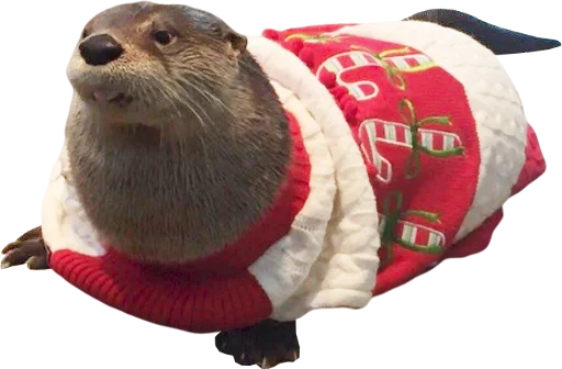 Sticker Otters Gotta Ott 3 - 1