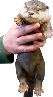 Sticker Otters Gotta Ott 3 - 2