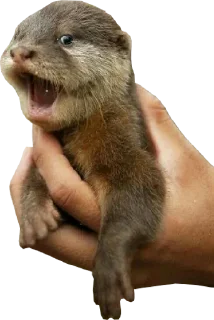Sticker Otters Gotta Ott 3 - 10