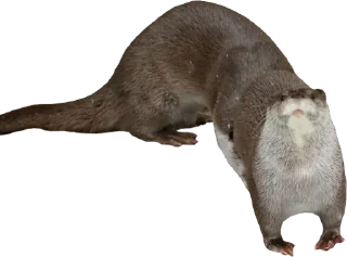 Sticker Otters Gotta Ott 3 - 11