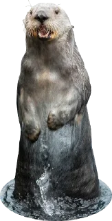 Sticker Otters Gotta Ott 3 - 3