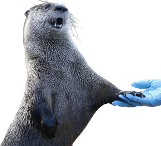 Sticker Otters Gotta Ott 3 - 7