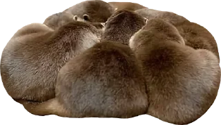 Sticker Otters Gotta Ott 3 - 6