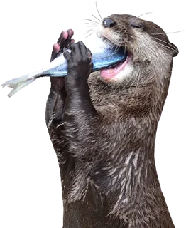 Стикер Otters Gotta Ott 4 - 0