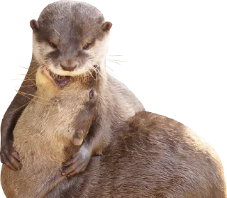 Стикер Otters Gotta Ott 4 - 4