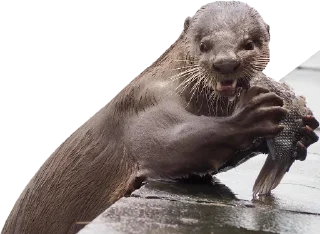 Стикер Otters Gotta Ott 4 - 1