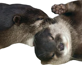 Стикер Otters Gotta Ott 4 - 10