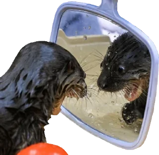 Стикер Otters Gotta Ott 4 - 9