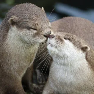 Sticker Выдры (@t_stickers) - 5