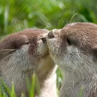 Sticker Выдры (@t_stickers) - 3