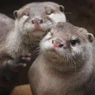 Sticker Выдры (@t_stickers) - 6