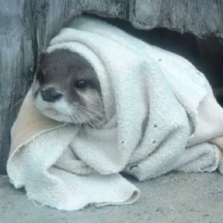 Sticker Выдры (@t_stickers) - 9