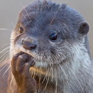 Sticker Выдры (@t_stickers) - 7