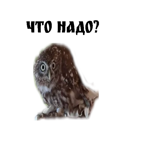 Стикер Owl Yoll & Co. - 11