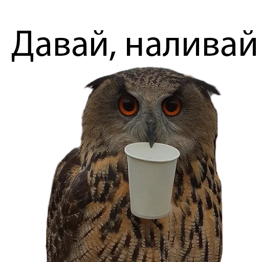 Стикер Owl Yoll & Co. - 10