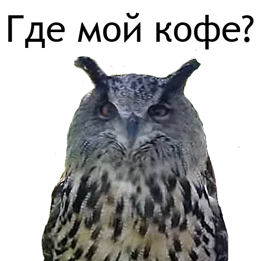 Стикер Owl Yoll & Co. - 9