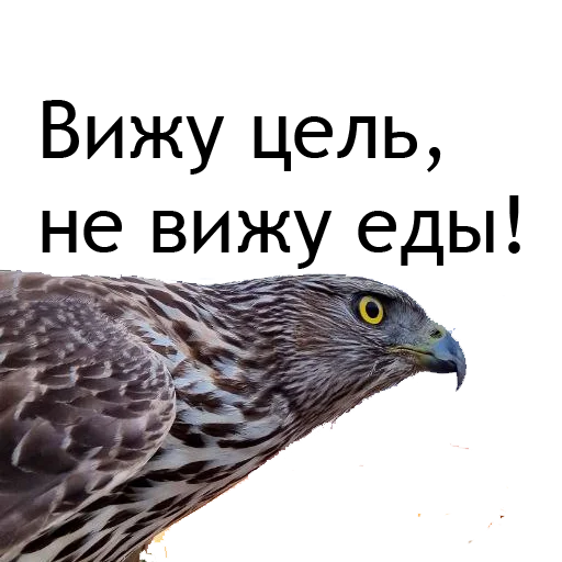 Стикер Owl Yoll & Co. - 8