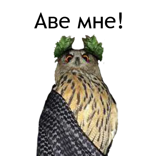 Стикер Owl Yoll & Co. - 6