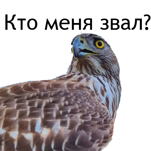 Стикер Owl Yoll & Co. - 5