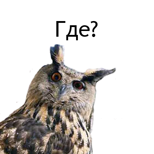 Стикер Owl Yoll & Co. - 4