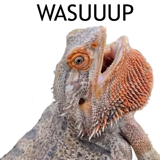 Стикер Owl Yoll & Co. - 3