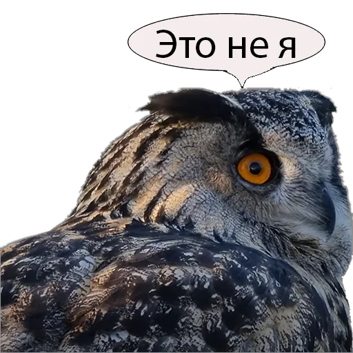 Стикер Owl Yoll & Co. - 2