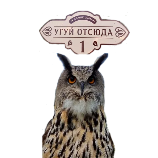 Стикер Owl Yoll & Co. - 1