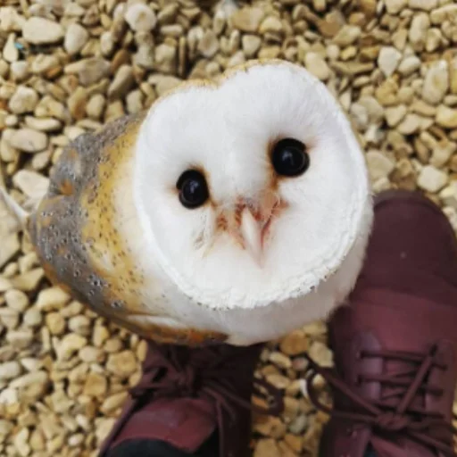 Совушки🦉🪶✨ - 