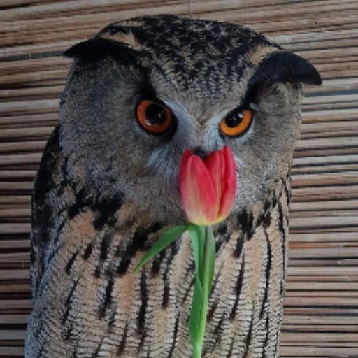 Sticker Owl_Sova_sticker_puck - 1