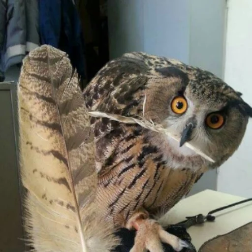 Sticker Owl_Sova_sticker_puck - 1