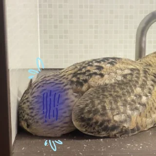 Стикер Совушки🦉🪶✨ - 7