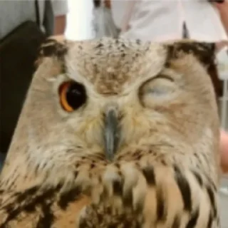 Стикер Совушки🦉🪶✨ - 5