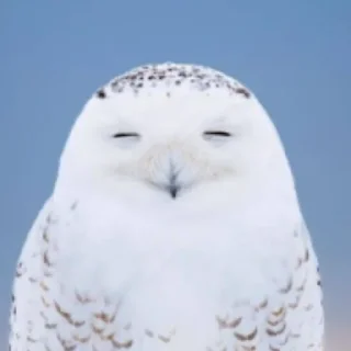 Стикер Совушки🦉🪶✨ - 1