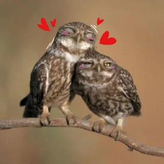 Стикер Совушки🦉🪶✨ - 3