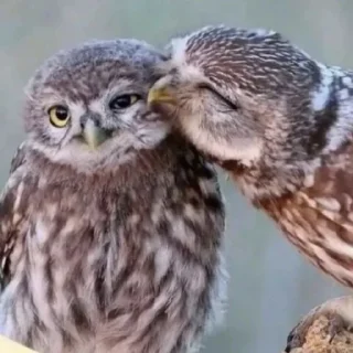 Стикер Совушки🦉🪶✨ - 10