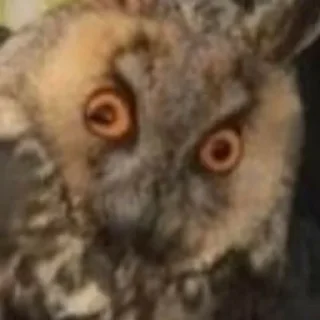 Стикер Совушки🦉🪶✨ - 6