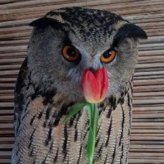 Стикер Совушки🦉🪶✨ - 2