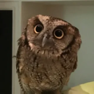 Стикер Совушки🦉🪶✨ - 9