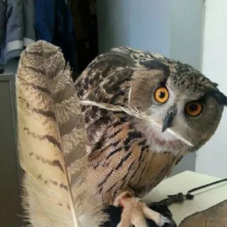 Стикер Совушки🦉🪶✨ - 0