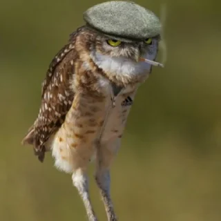 Стикер Совушки🦉🪶✨ - 4