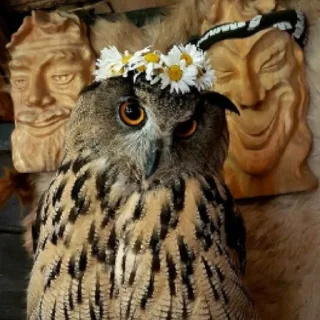 Стикер Совушки🦉🪶✨ - 8