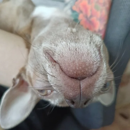 Sticker OwrStich - 1