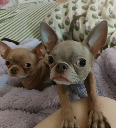 Sticker OwrStich - 1